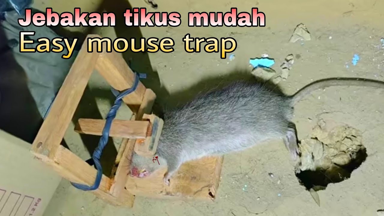 ide kreatif jebakan tikus mudah | easy mouse trap