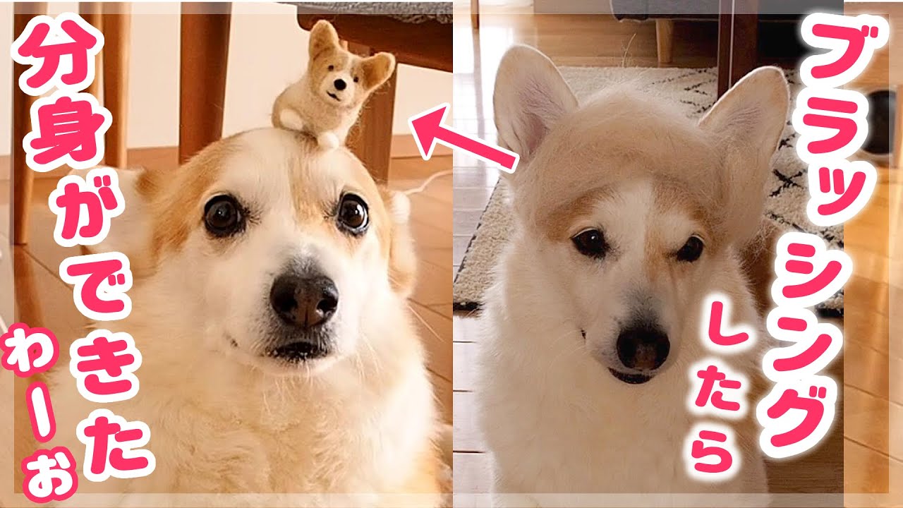 ブラッシングしたらミニコーギー犬ができた！