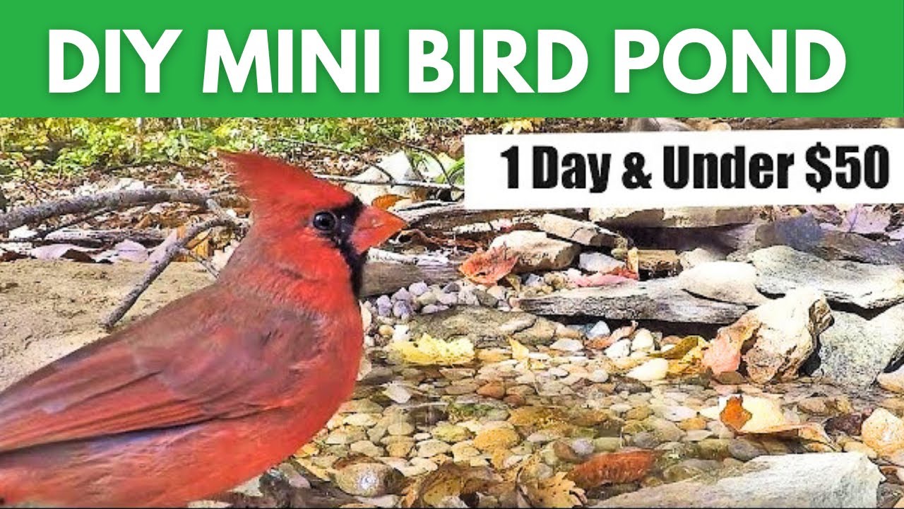 DIY Mini Bird Pond ~ Inexpensive and Easy to Build Water Feature Bath for Birds!