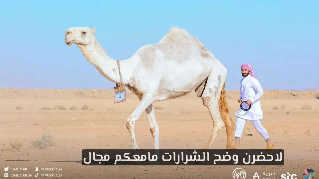 وضح الشرارات ،  منقيّة وعد الشمال لمالكها فيصل عبدالله الشراري كلمات ، متعب النصار آداء نادر الشراري