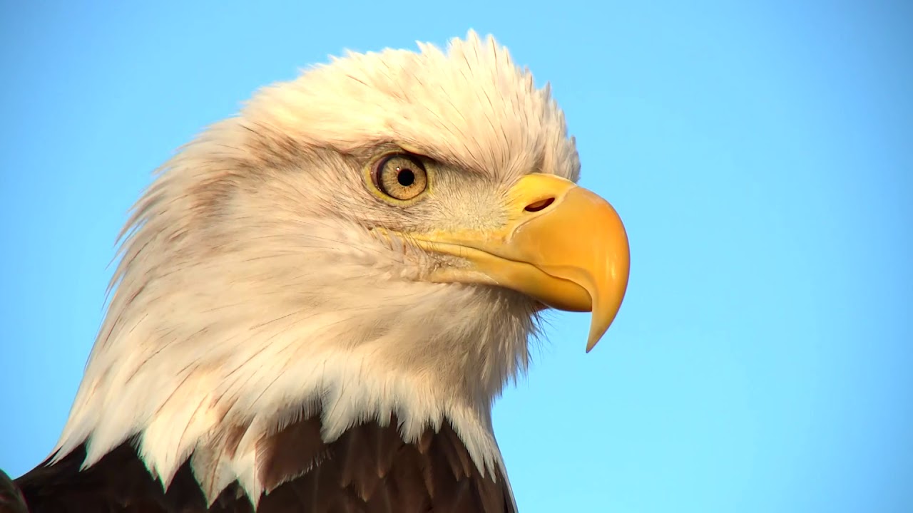 Eagle Days - AskMDC