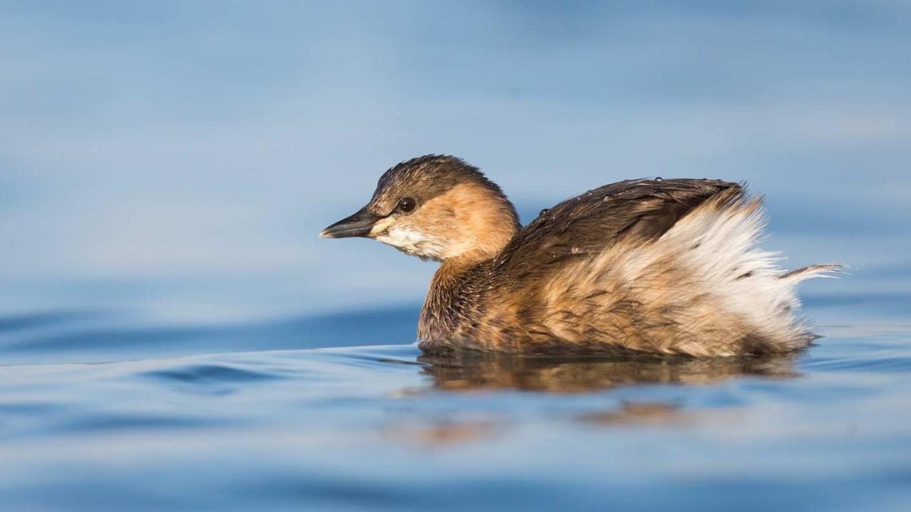 Un nido sull'acqua