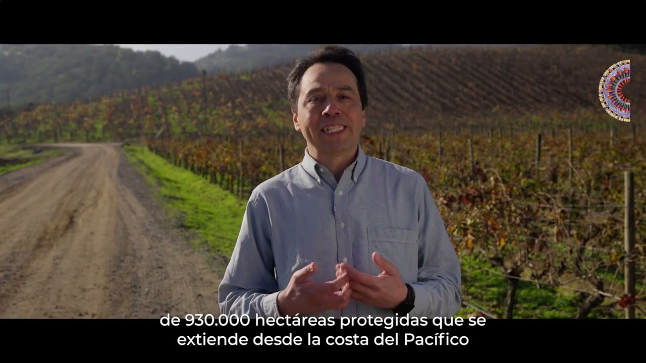 Chilano Boldo Cantillana ESP