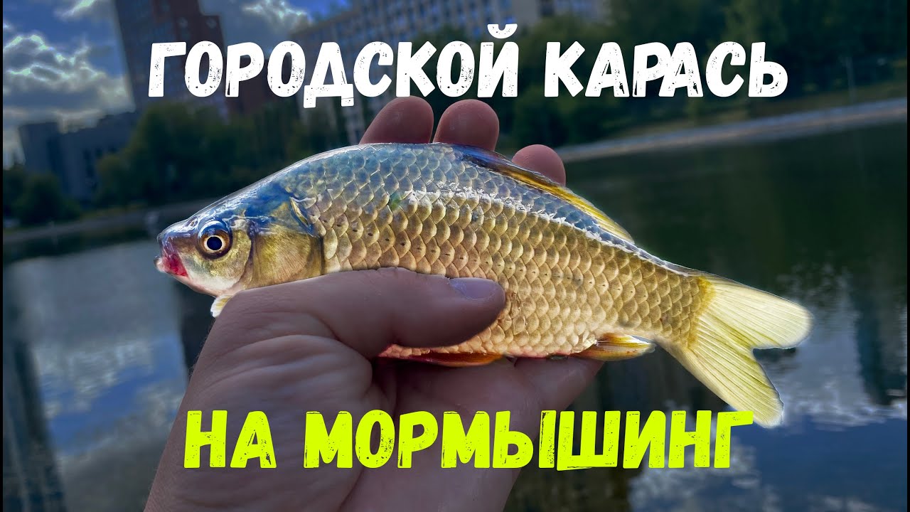 КАРАСЬ НА МОРМЫШИНГ, НЫТЬЕ И ELEVEN LURES CHIKKI