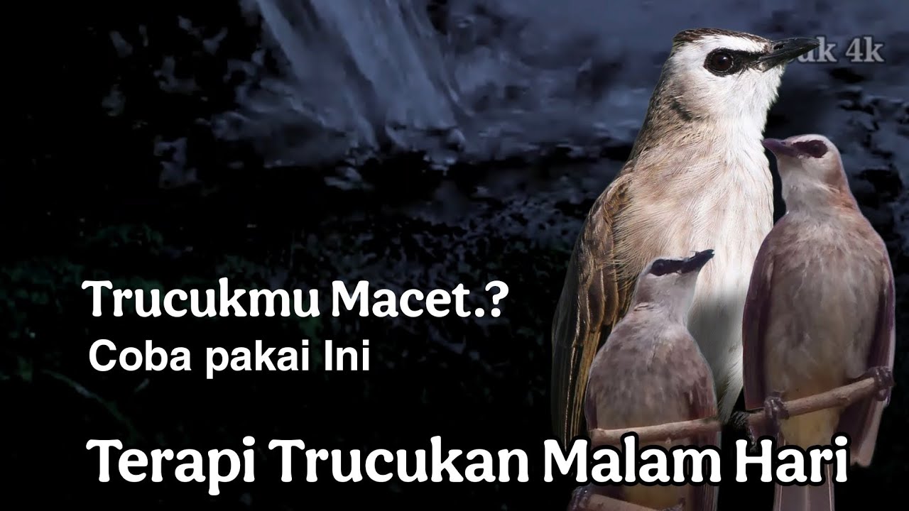 TERAPI TRUCUKAN MALAM HARI - TERAPI TRUCUKAN STRES MALAS BUNYI