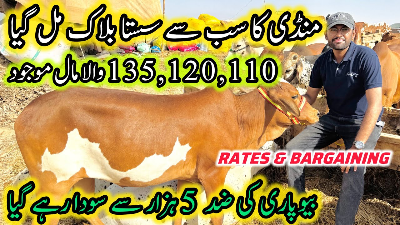Northern Bypass Mandi Rates & Bargaining | Cow Mandi 2025 | Bakra Eid Season 2025