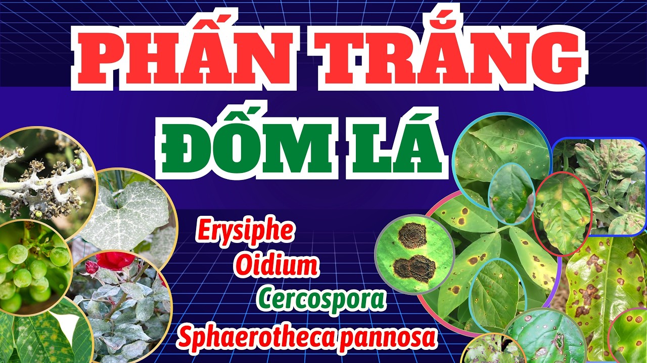 Đốm lá và phấn trắng | Thông tin tổng hợp về nhận biết, hoạt chất và sản phẩm quản lý bệnh