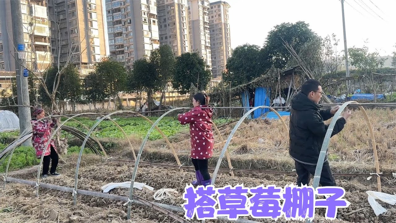 公公指导阿亮破竹子，惠恋也学得有模有样，全家出动搭草莓棚