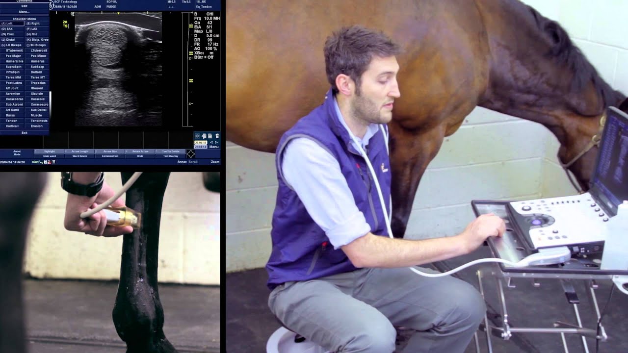 IMV imaging Ultrasonography of the Distal Limb video 5 - Basic scanning technique