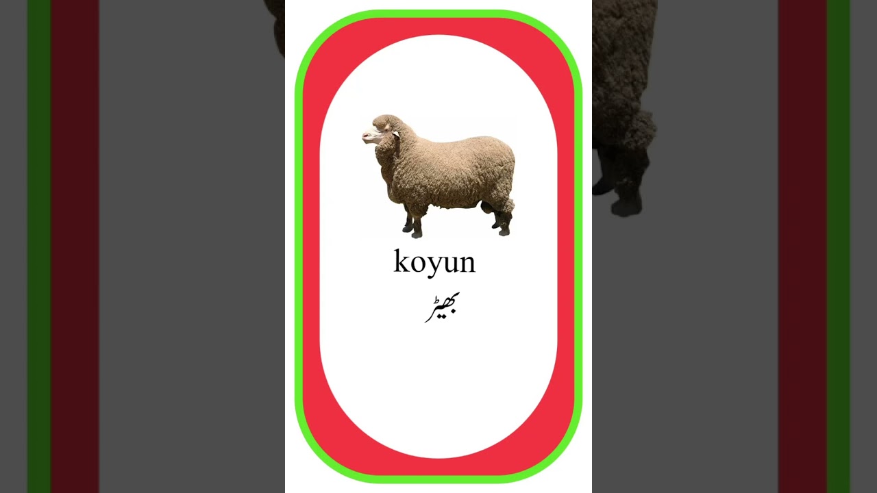 Turkish language Vocabulary 6 #turkishlanguage #basicturkish #learnturkish #learnturkishlanguage