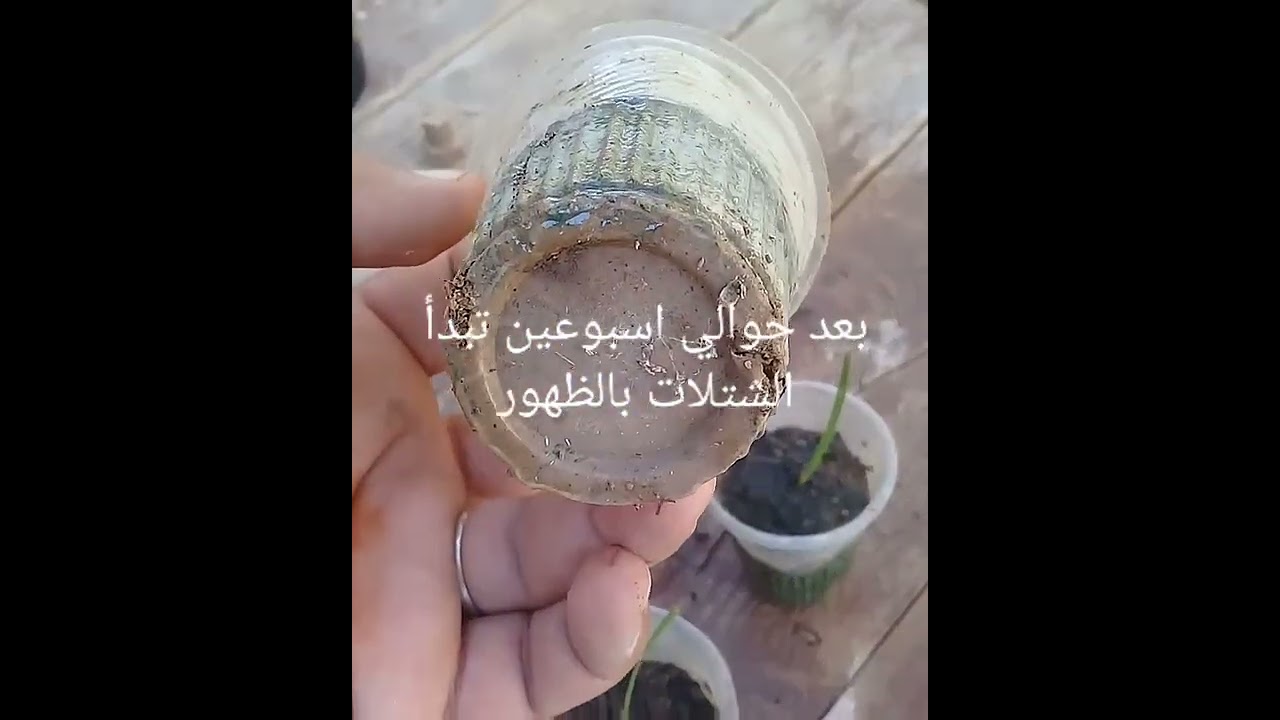 اكثار نخيل الواشينطونيا Washingtonia بالبذور.