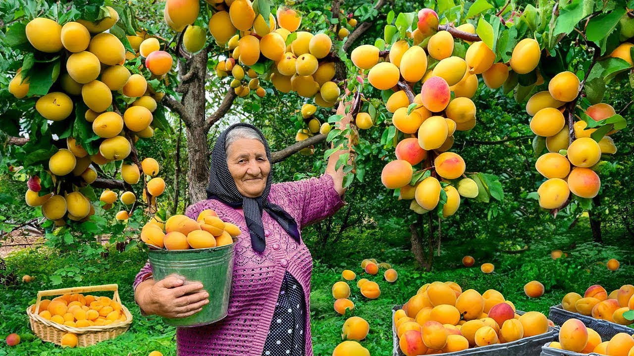 Соберите Много Абрикосов и Приготовьте Варенье и Торт в Далекой Деревне!