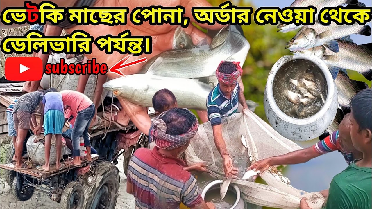ভেটকি মাছের পোনা। অর্ডার নেওয়া থেকে ডেলিভারি। এই মাছ চাষ করলে ১০০% সফলতা পাবে। 
