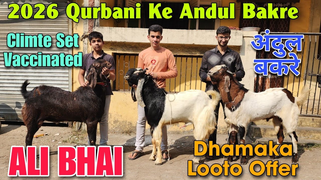 2026 Qurbani Ke Andul Bakre Climate Set At ALI BHAI | Dhamaka Looto Offer Goat In Bhiwandi 