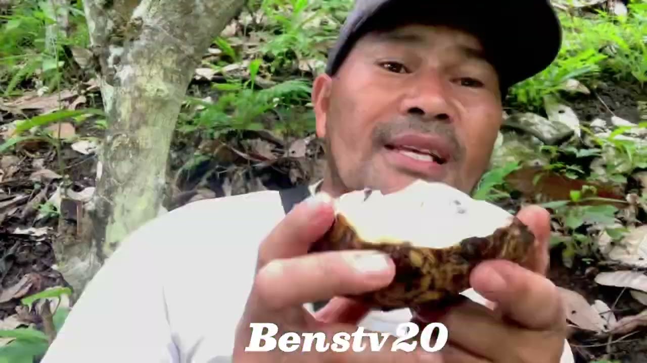 Day2 cacao harvest cacao lover