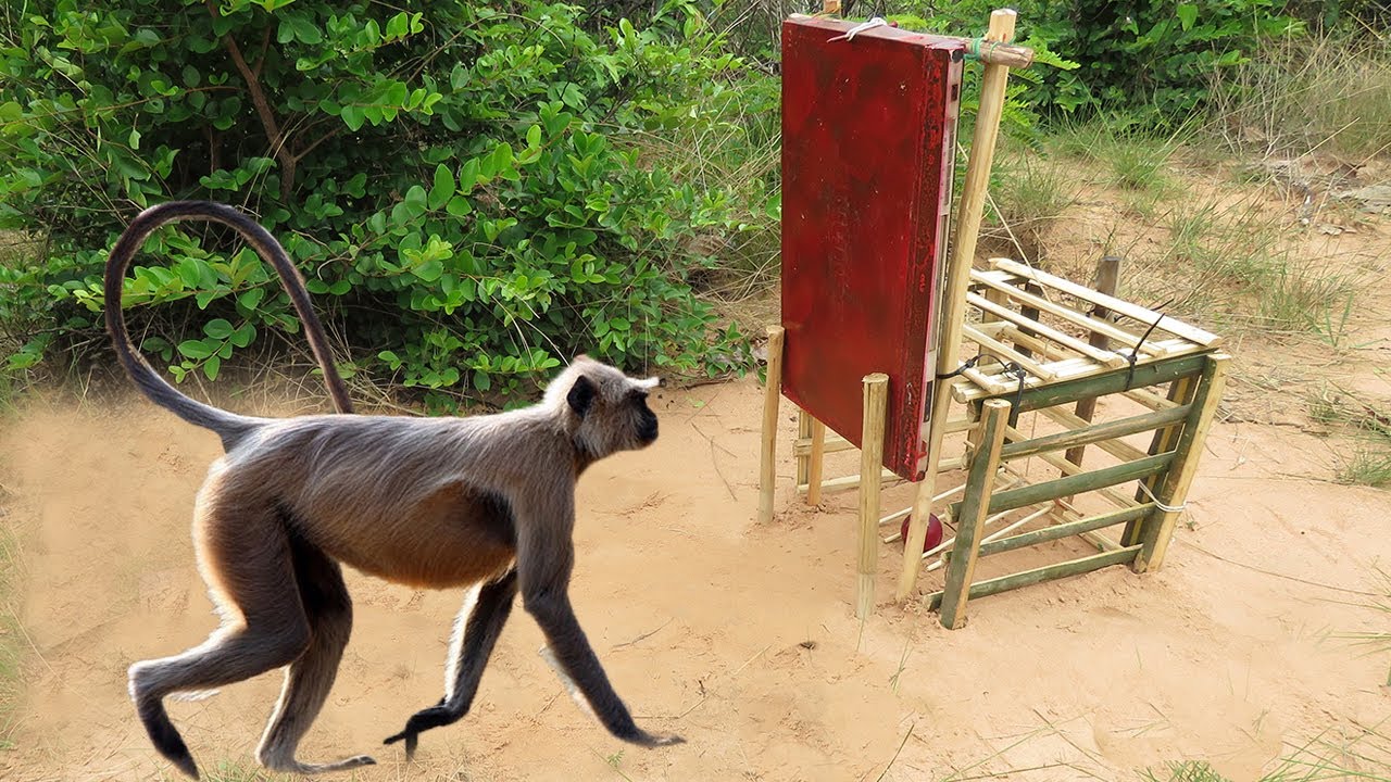 Easy Monkey trap technology make from Bamboo (That Work 100%)