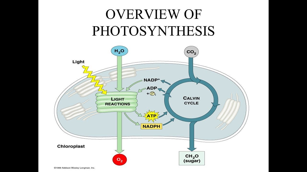 A2 Biology - Photosynthesis