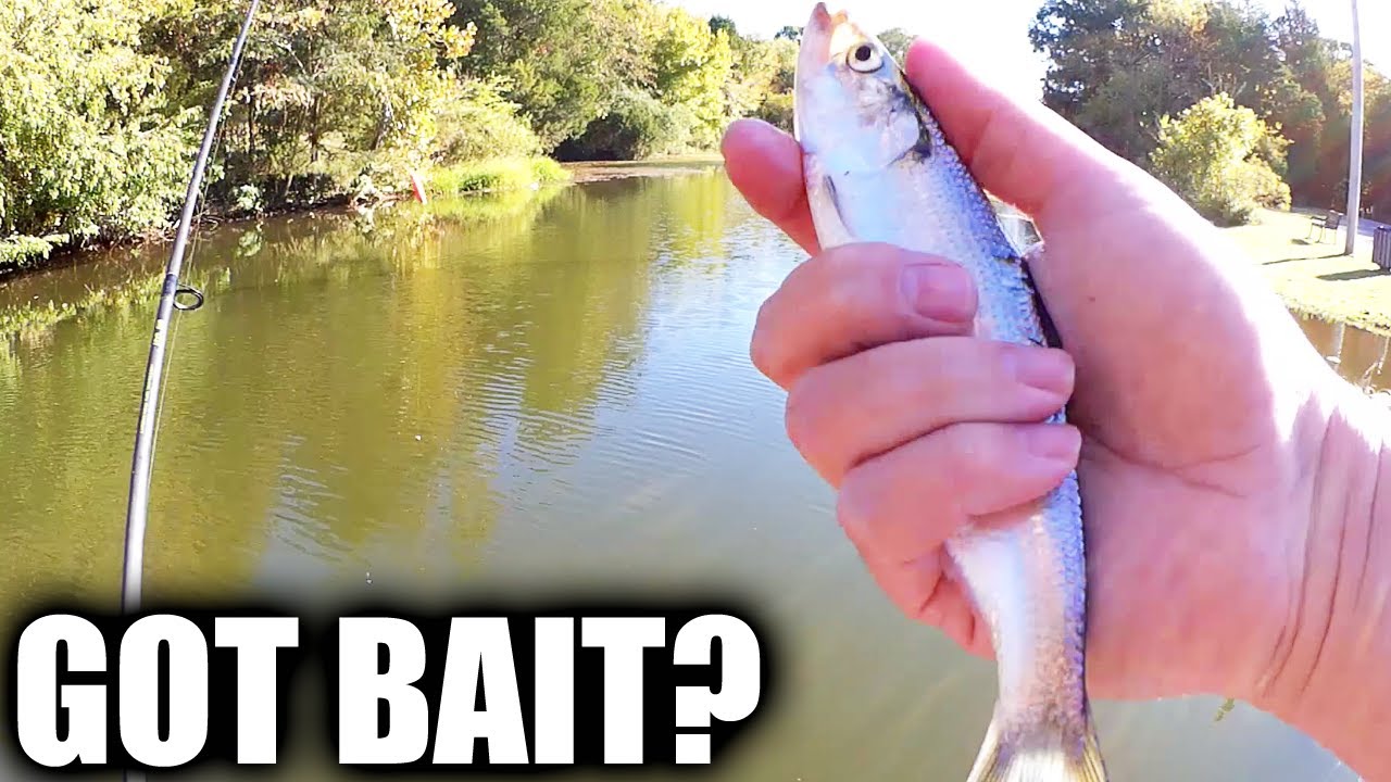 Easy Way to Catch Bait Fish Without a Net! Catching Bass & Catfish Bait