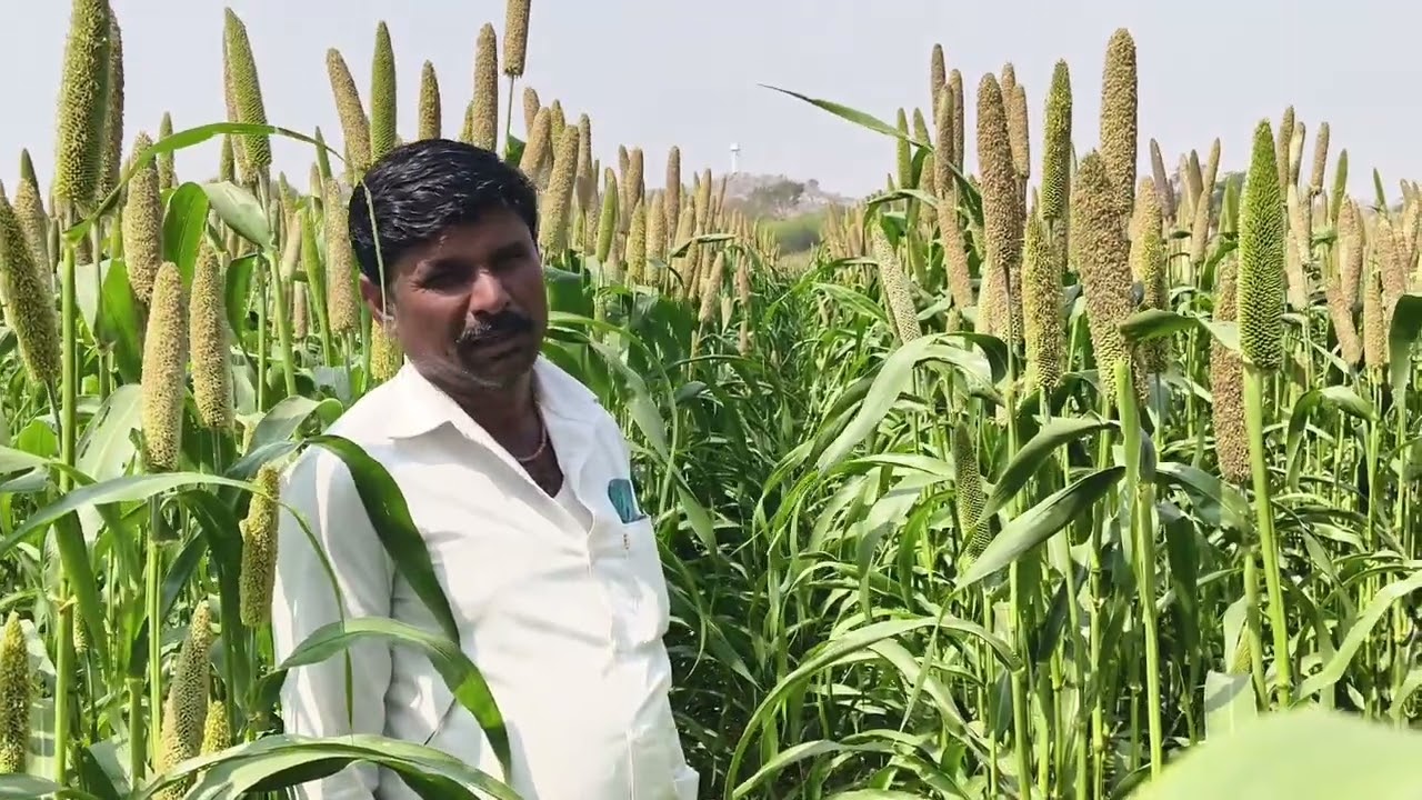 ಸಜ್ಜೆ ಬೆಳೆ ( bajra ) pearl millet.🌽🌿🌿🌿🌾🌾🍁🍁🍁