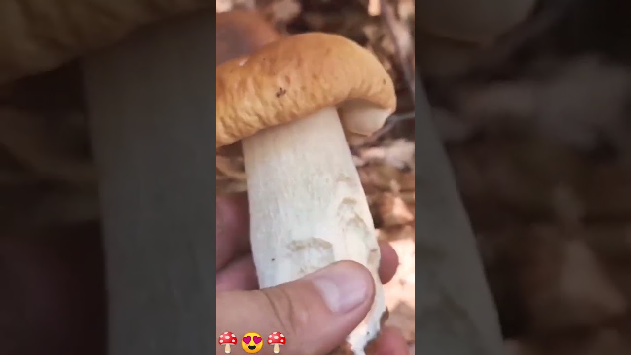 🍄😍🍄#shorts #гриби #pilze #grzyby #paddestoelen #svamp #sienet #houby #2024