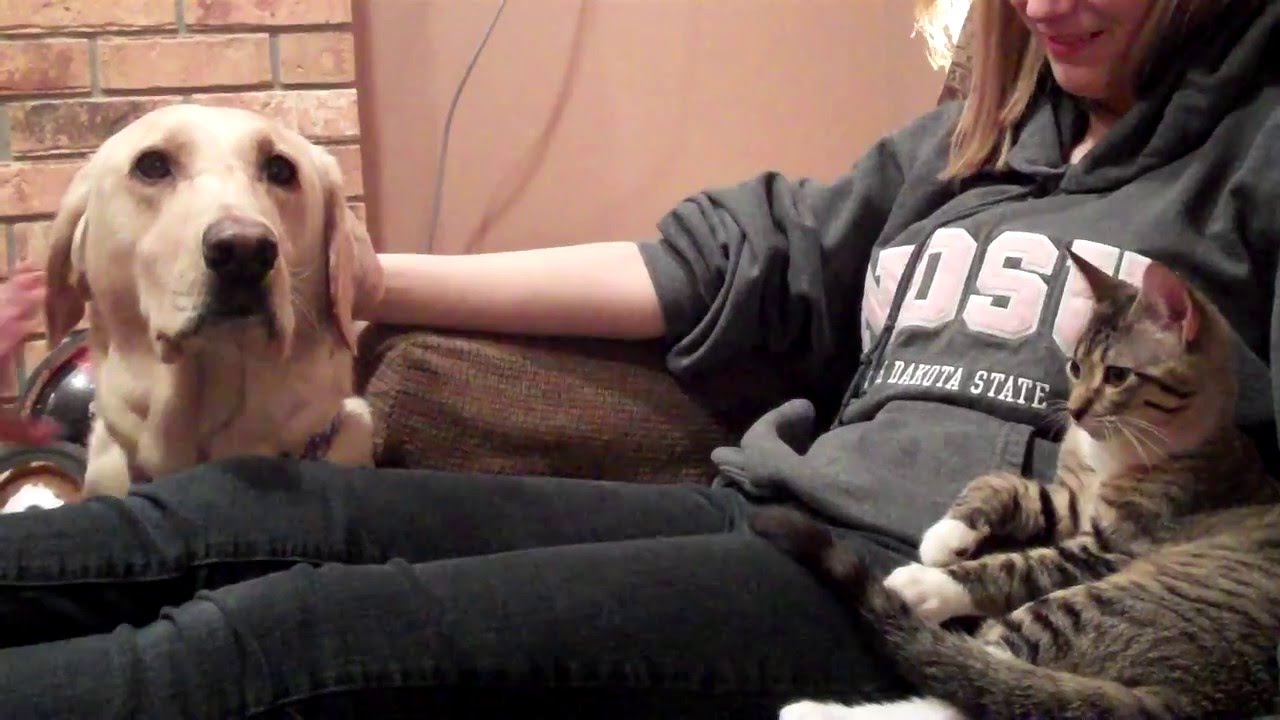 Large Dog Afraid of a New Kitten