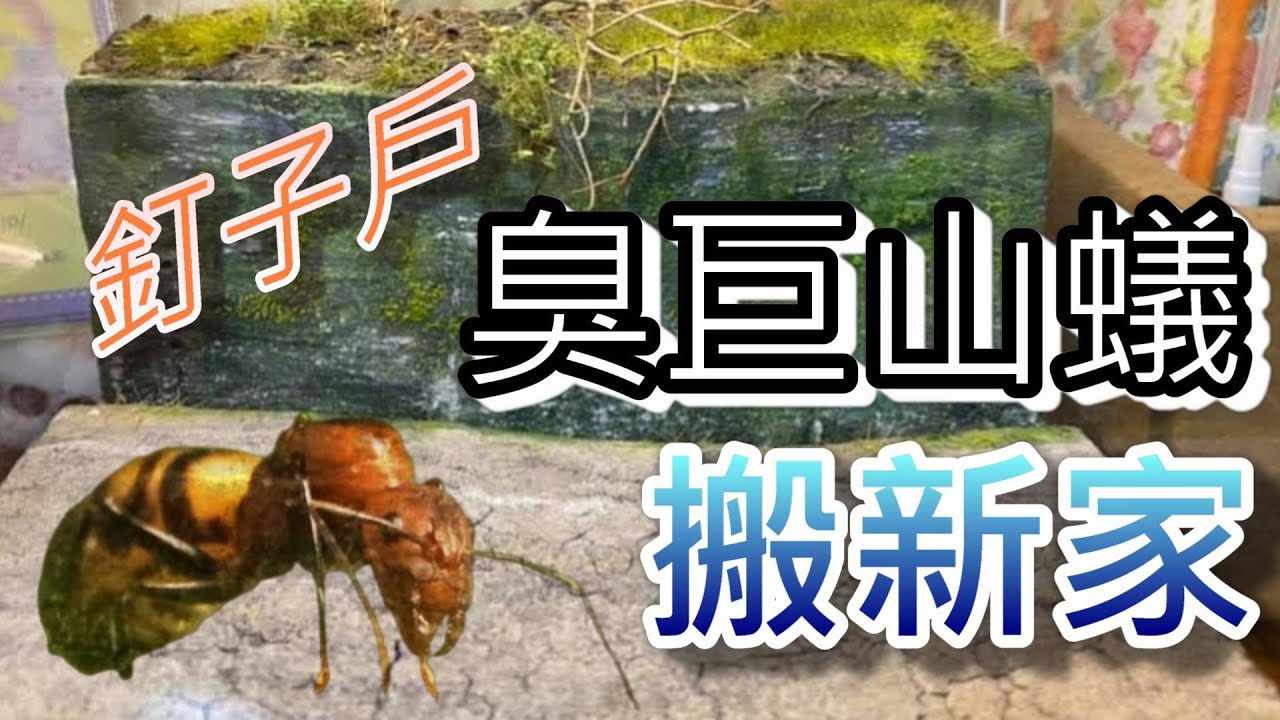 【螞蟻巢研究所】臭巨山蟻Camponotus habereri試管培育半年後入巢