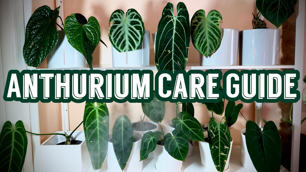 A Comprehensive Anthurium Care Guide
