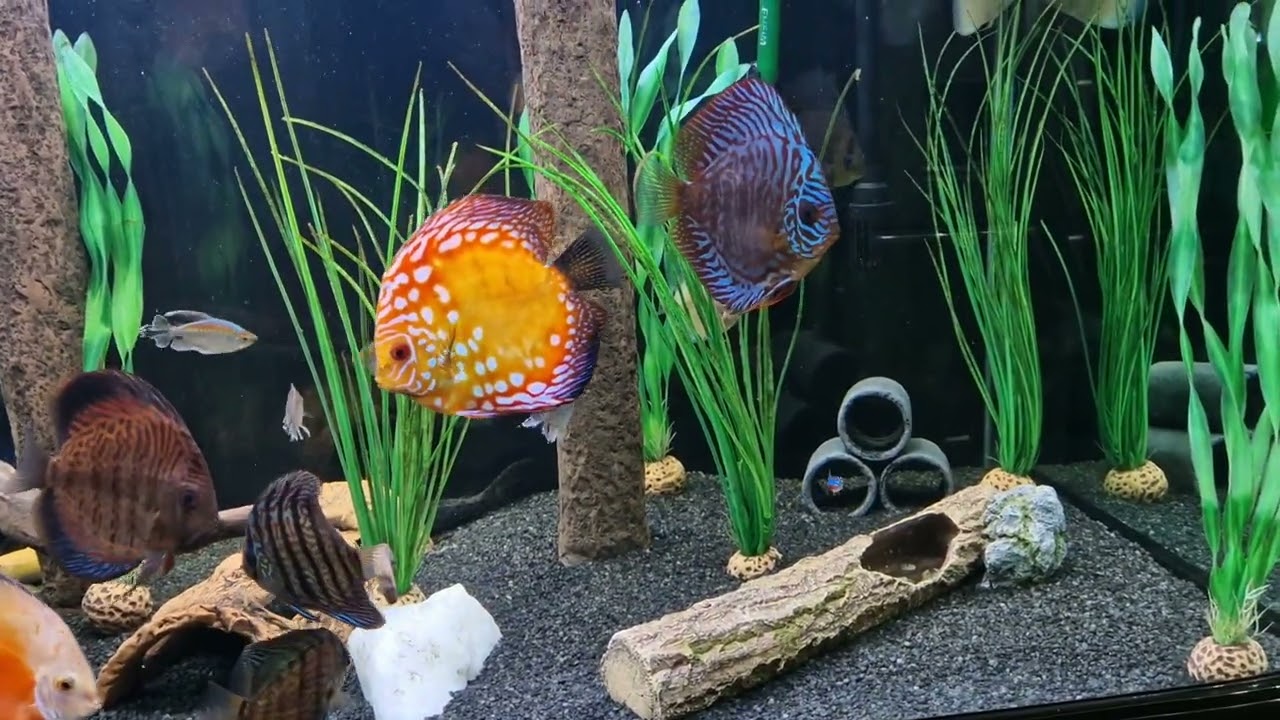 Rays discus fish