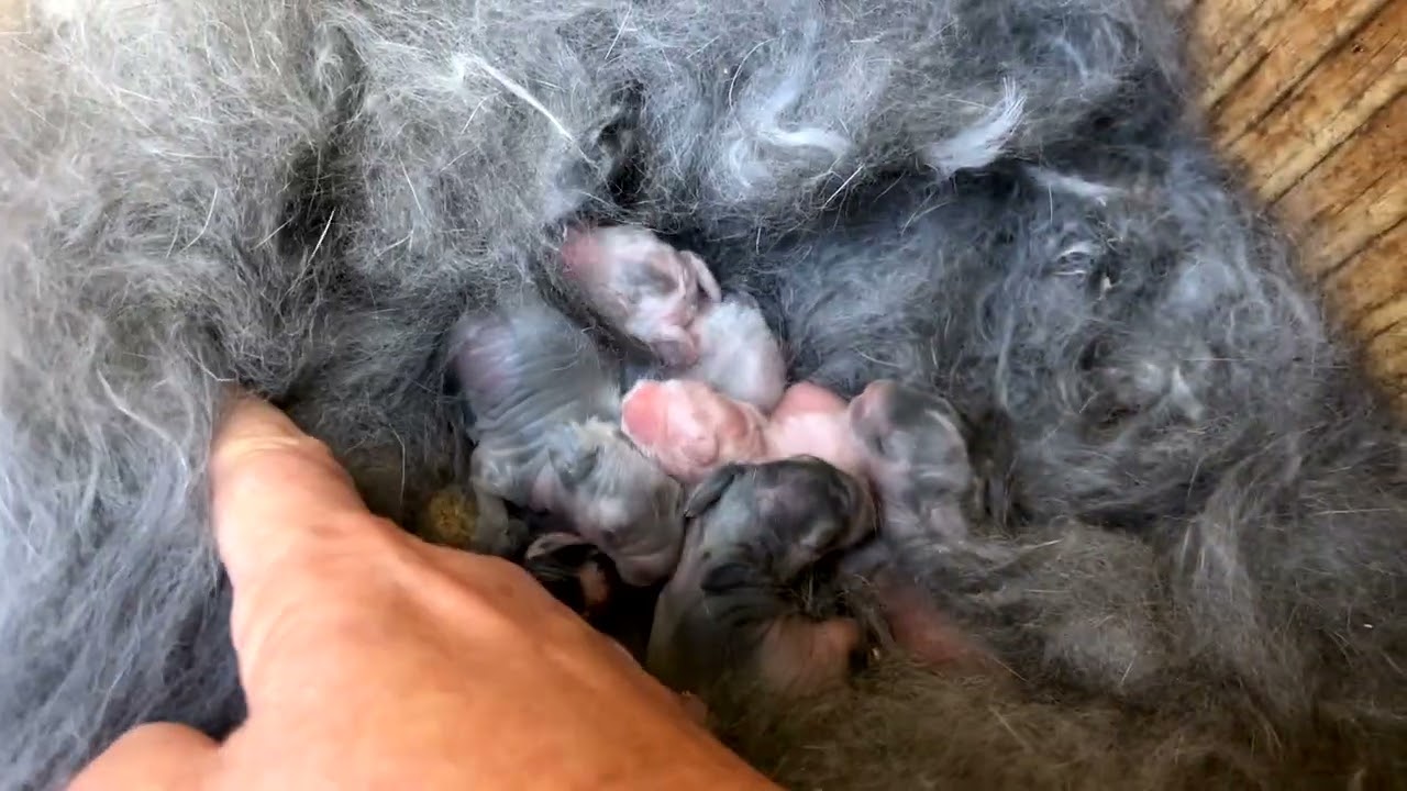 Baby Bunnies! Tiny Newborn Lionhead Bunnies at Buc~A~Buc Farm