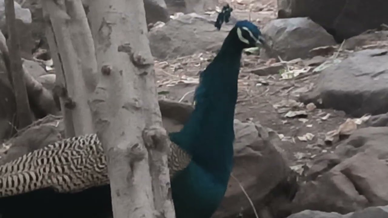 🦚🦚 having fun in the first video of the year 2026#viral#nature#trending#peacock#popular #forrest 