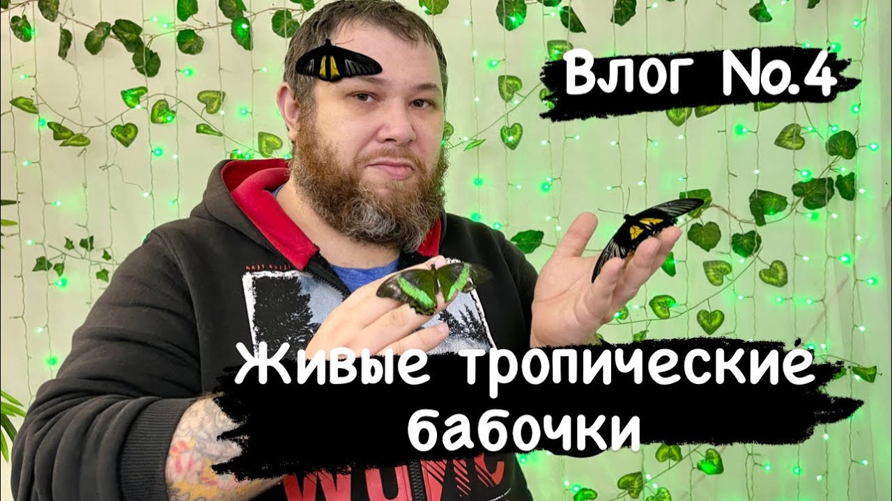 Влог №4. Дионис Король: Выставка тропических бабочек в Набережных Челнах