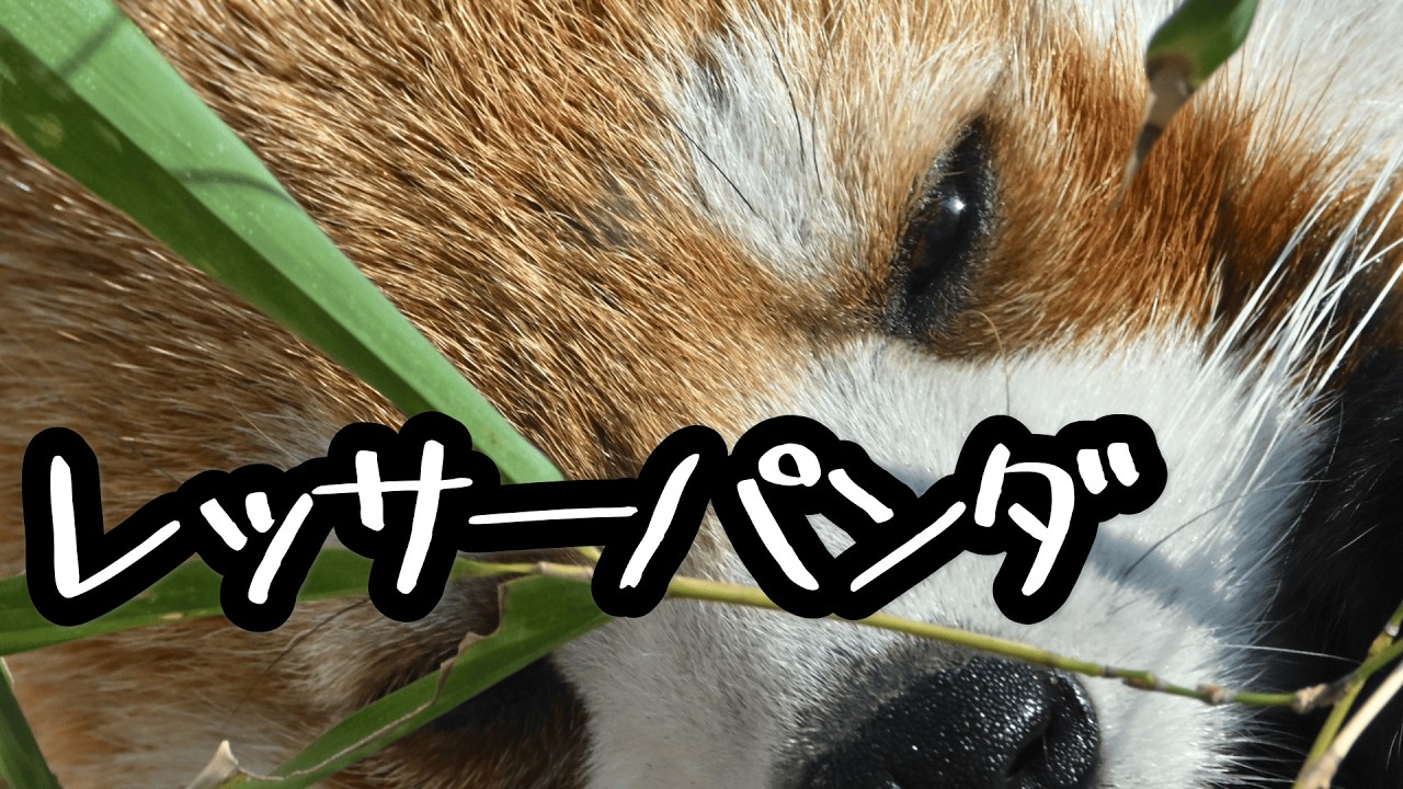 【VLOG】天王寺動物園にいってきた