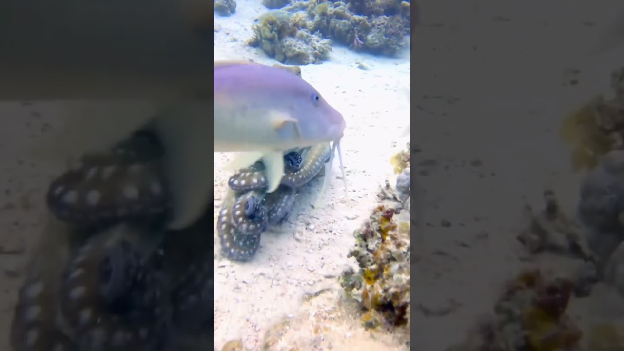Up-Close Octopus Encounter During Dive