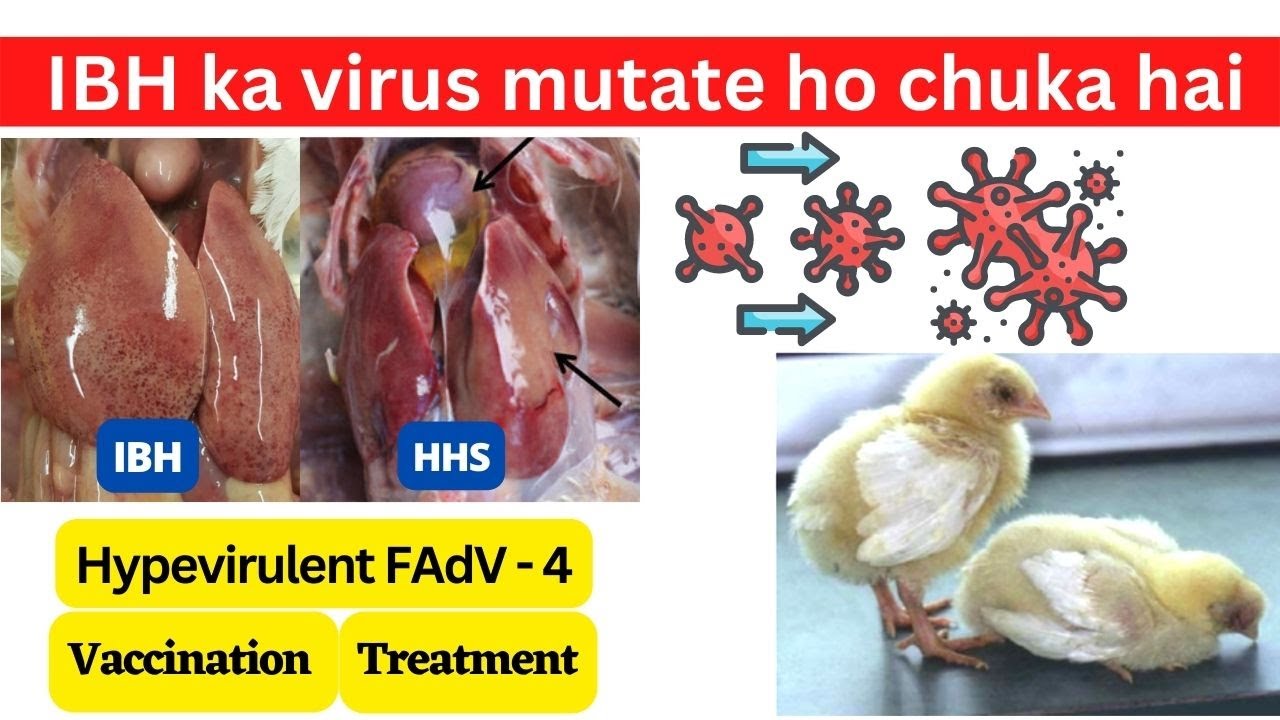 #IBH in #Poultry Treatment & Vaccination | IBH #virus #mutates | #poultrydisease | FAdV4 serotype