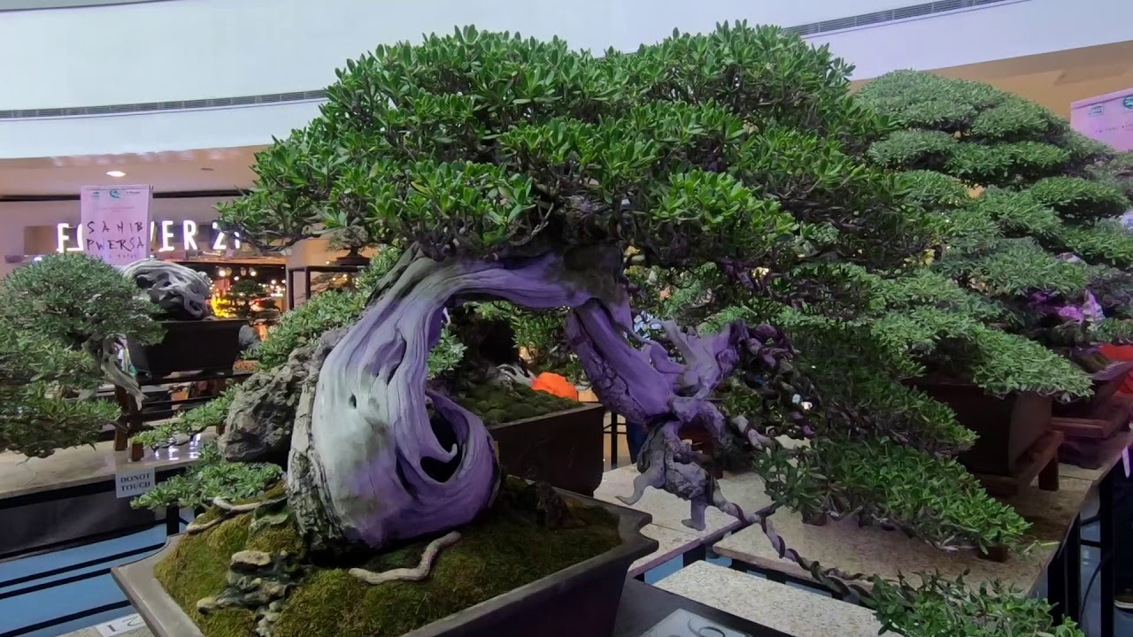 #SanibPwersa - Bonsai Exhibition & Competition 2019 #shopeetagtowin