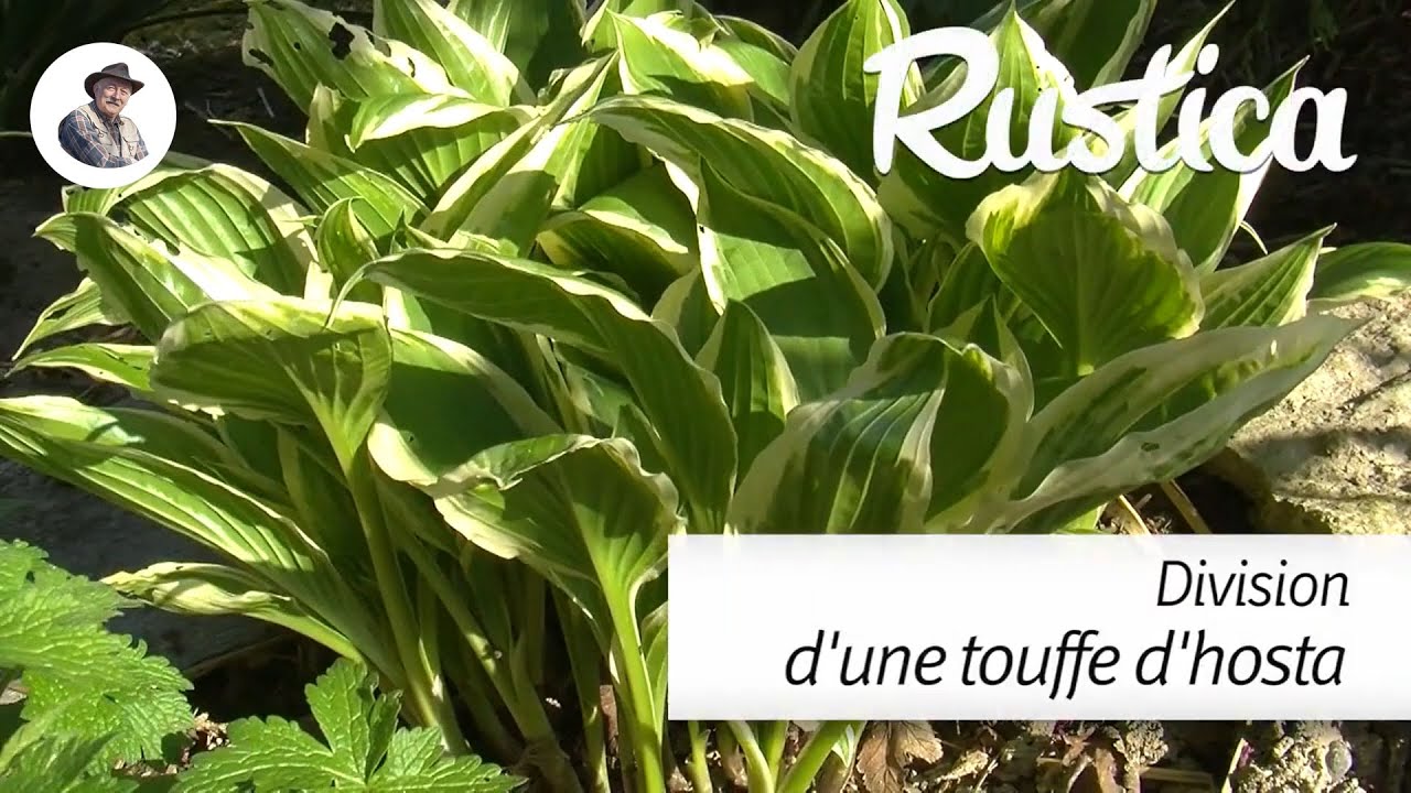 Diviser les hostas