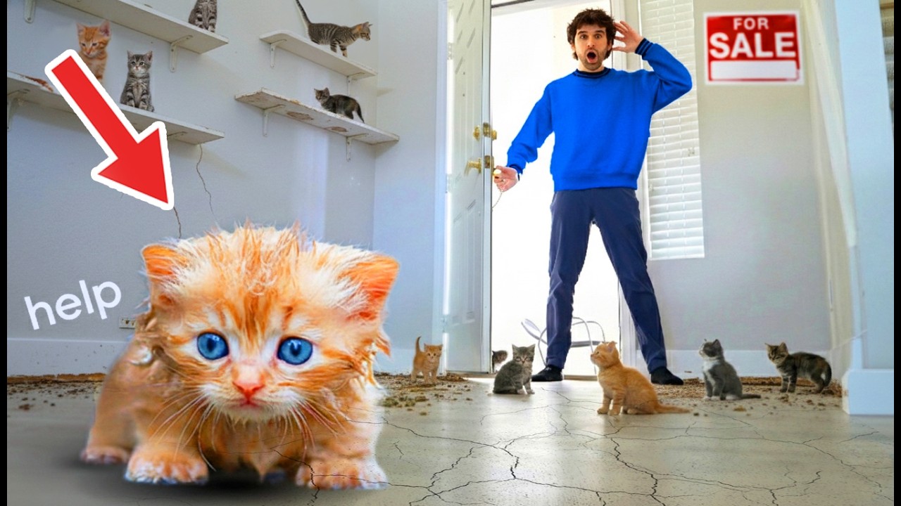 I Bought a House FULL of ABANDONED Stray KITTENS (SAD)