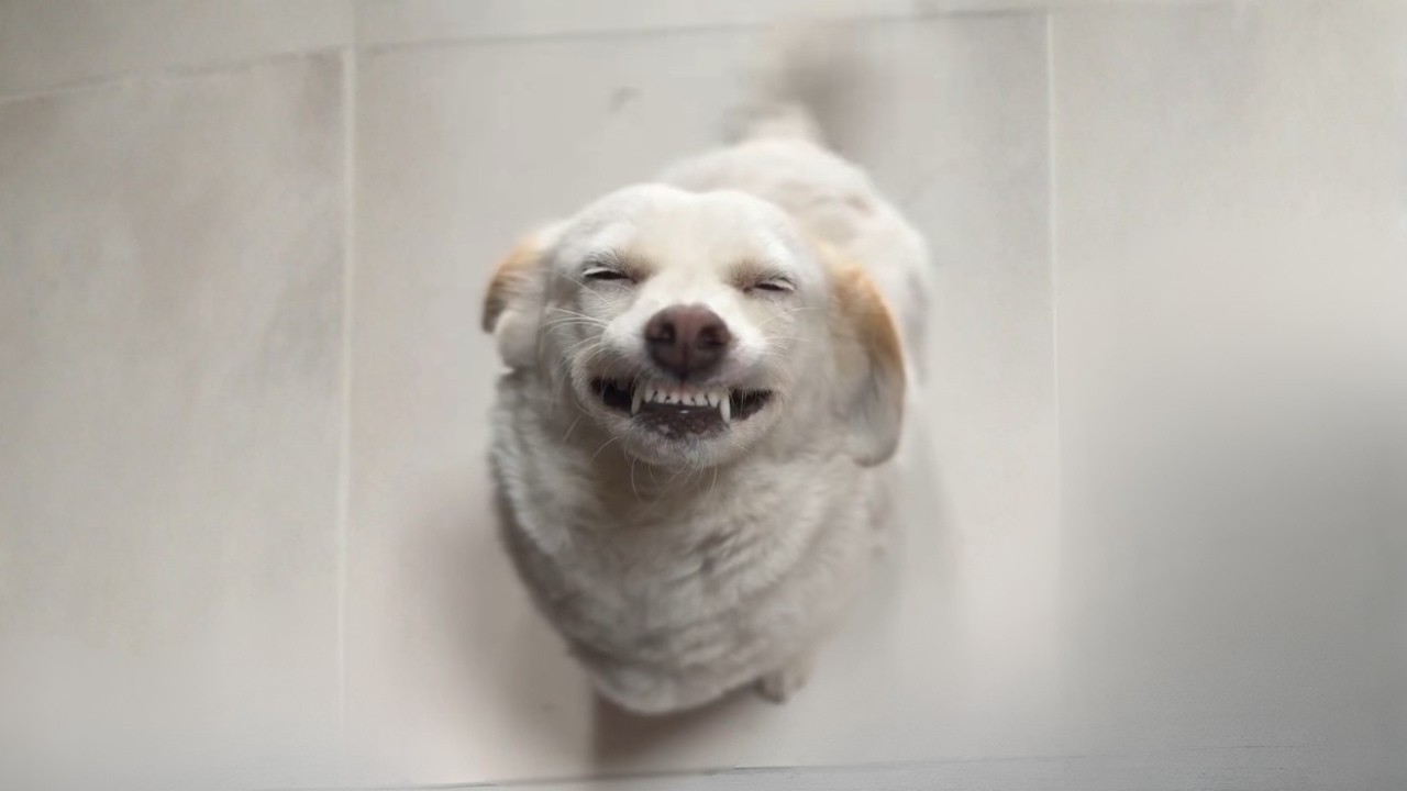 Cani e gatti che fanno cose assurde: animali divertenti da vedere