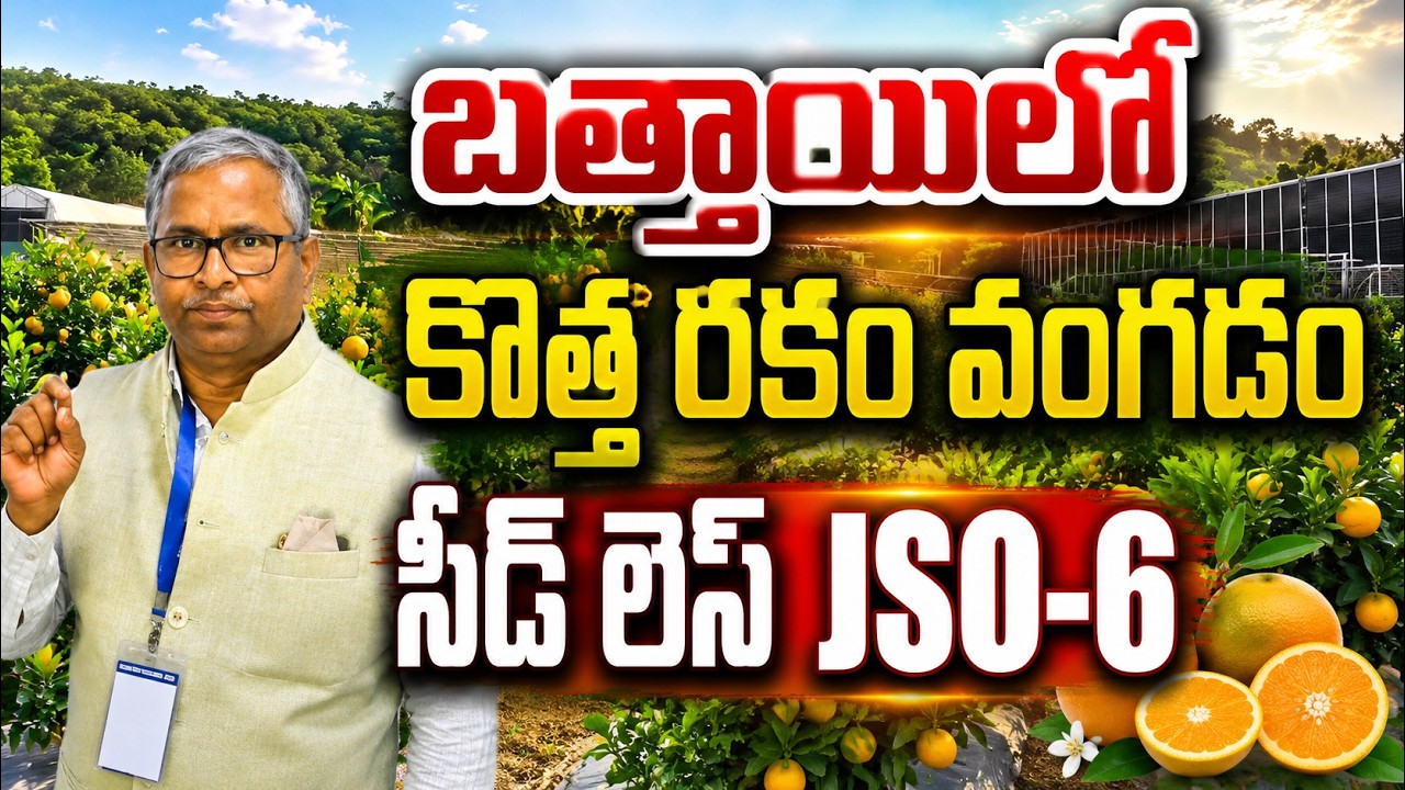 బత్తాయిలో కొత్త రకం వంగడం | jso-6 | jain seed less sweet orange  | bhumiputhra telugu