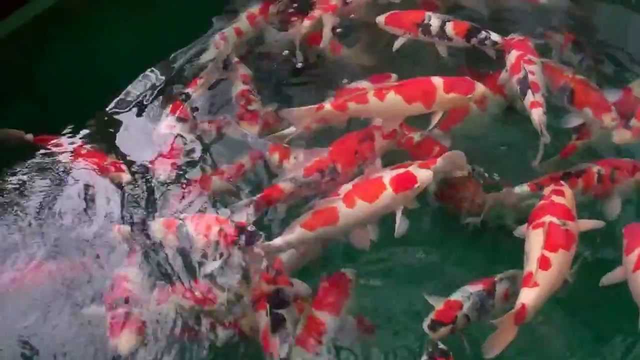 Koi Fish - Kohaku & Showa - Japan (Niigata) Buying Trip [HD]
