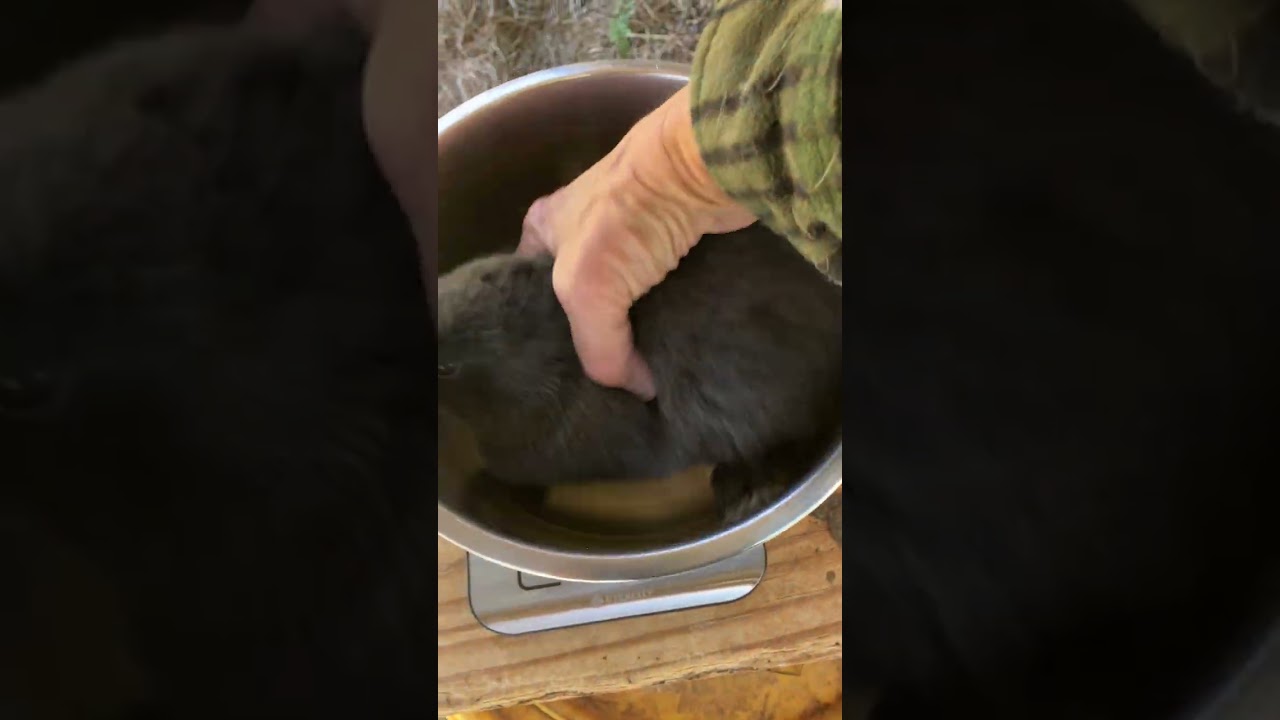Weighing in the new Bunnies @ yesterday’s farm