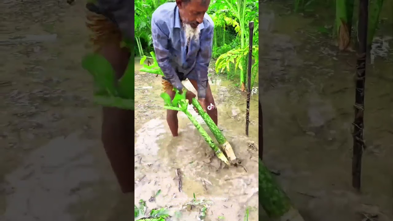 Harvesting Elephant Foot Yam: Traditional Farming in a Flooded Field