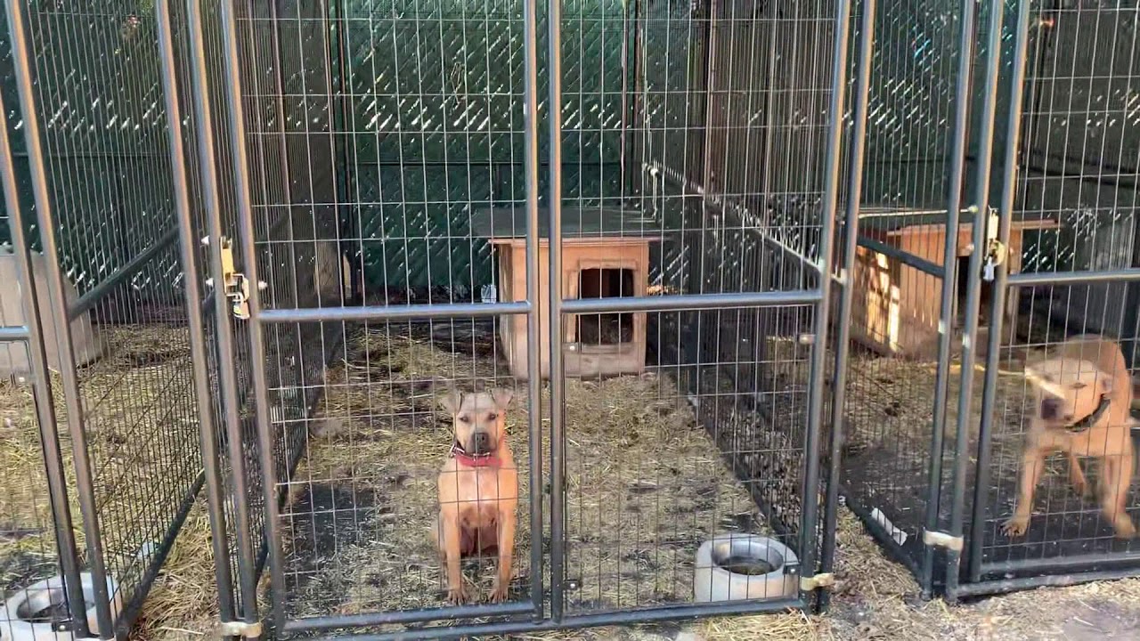 We Royalty Kennels yard 2019