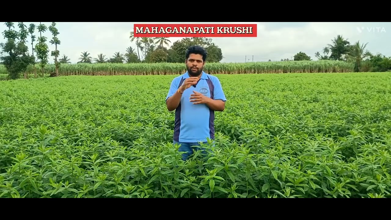 ಸೆಣಬಿನ ಕೃಷಿ ಮಾಡಿದರೆ ಏನು ಲಾಭ? ಸೆಣಬಿನ ಕೃಷಿ ಹೀಗೆ ಮಾಡಿ.  Benifits of Sunhemp farming. Complete details.