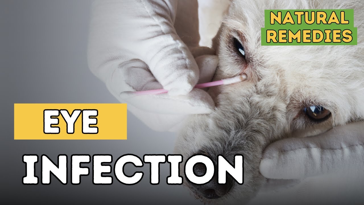 Dog Eye Infections: Natural Remedies