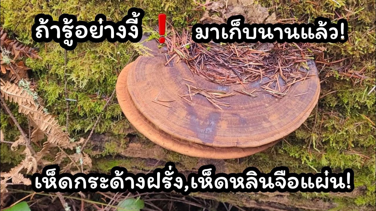 รู้แล้วจะทึ่ง❗️สรรพคุณดี๊ดี ทำเป็นยาเป็นน้ำชาแถมแกะสลักได้อีก❗️เห็ดกระด้างฝรั่ง #wildmushrooms 