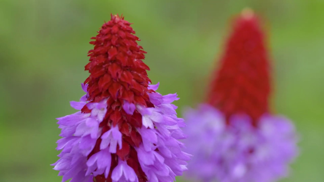 Master Grower | Harperley Hall Farm Nurseries | RHS Chatsworth Flower Show | RHS