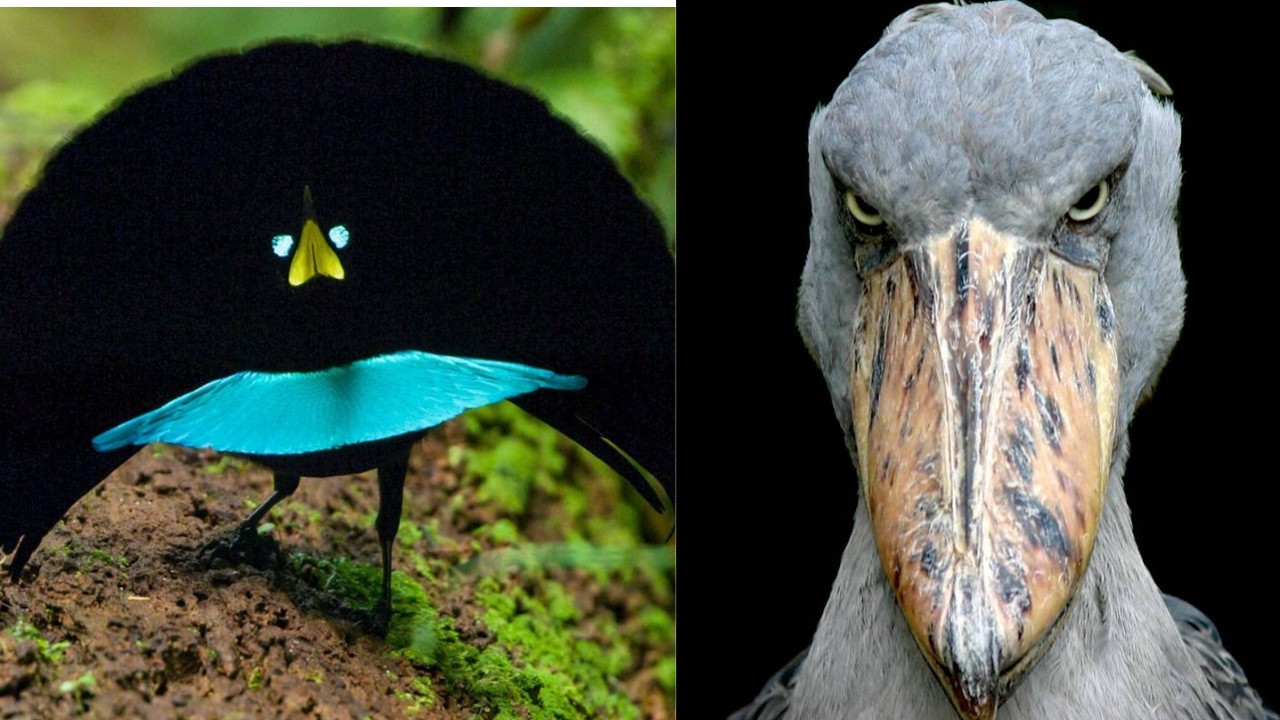 10 Aves TAN EXÓTICAS que NO Parecen REALES