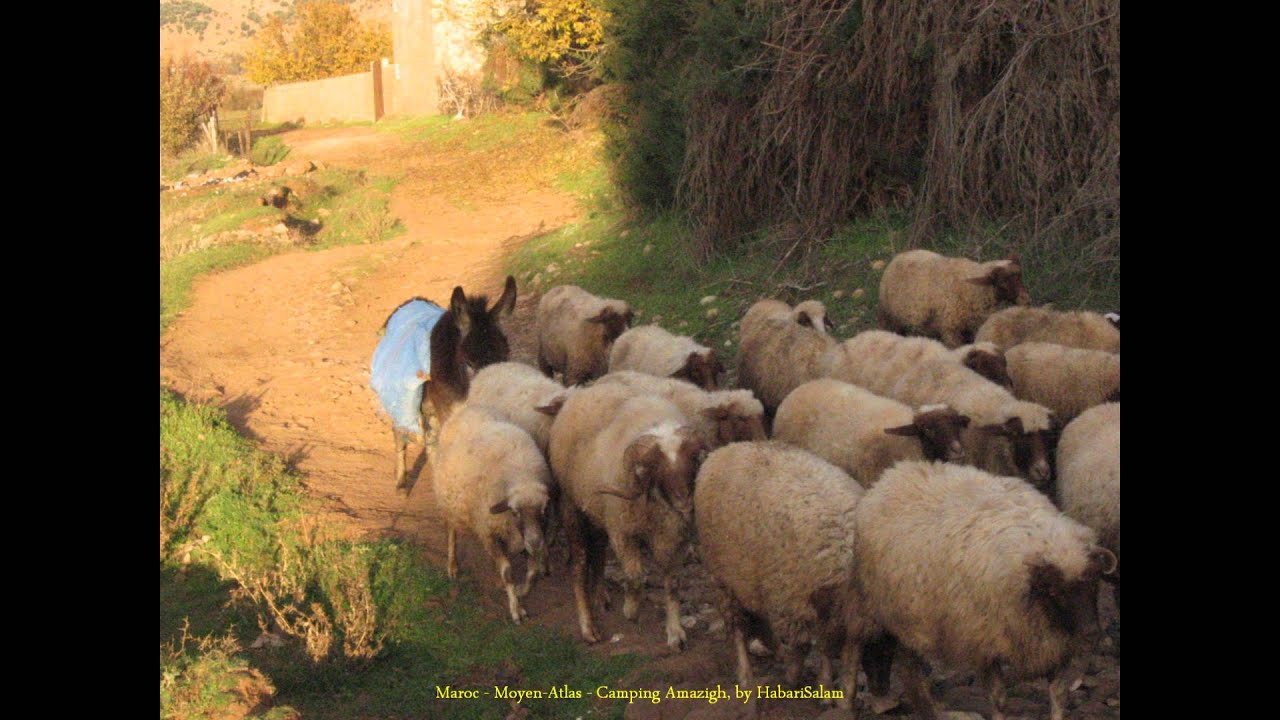 2008 Maroc   Moyen-Atlas, Azrou, Camping Amazigh et Campagne des Alentours, Ougmes