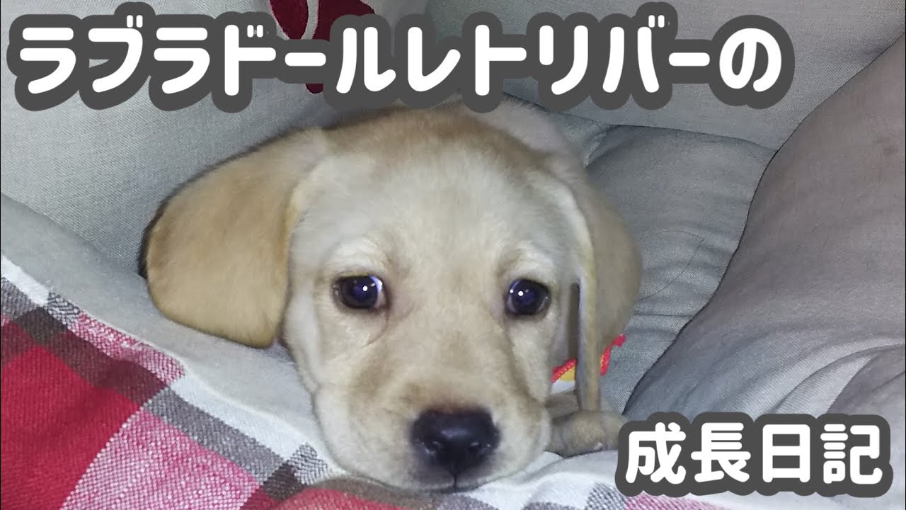 【ラブラドール】犬好き必見！ラブラドールを家族に検討されている方！ラブラドール（ラムちゃん♀）の成長記録